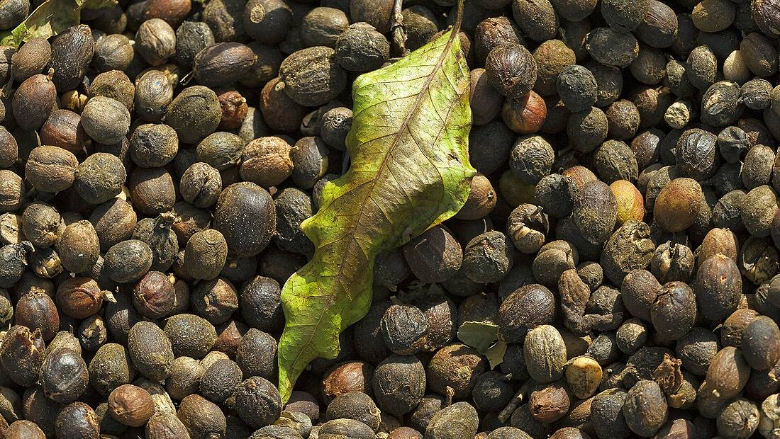 Brésil · Minas Gerais — région d'origine du café Brésil Santos