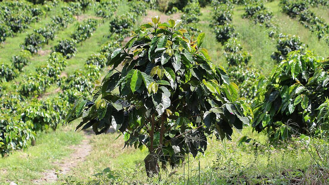 Colombie · Andes — région d'origine du café Colombie Excelso