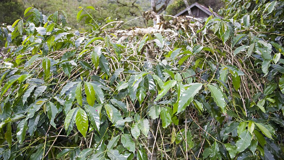 Indonésie · Sumatra — région d'origine du café Gayo Mountain