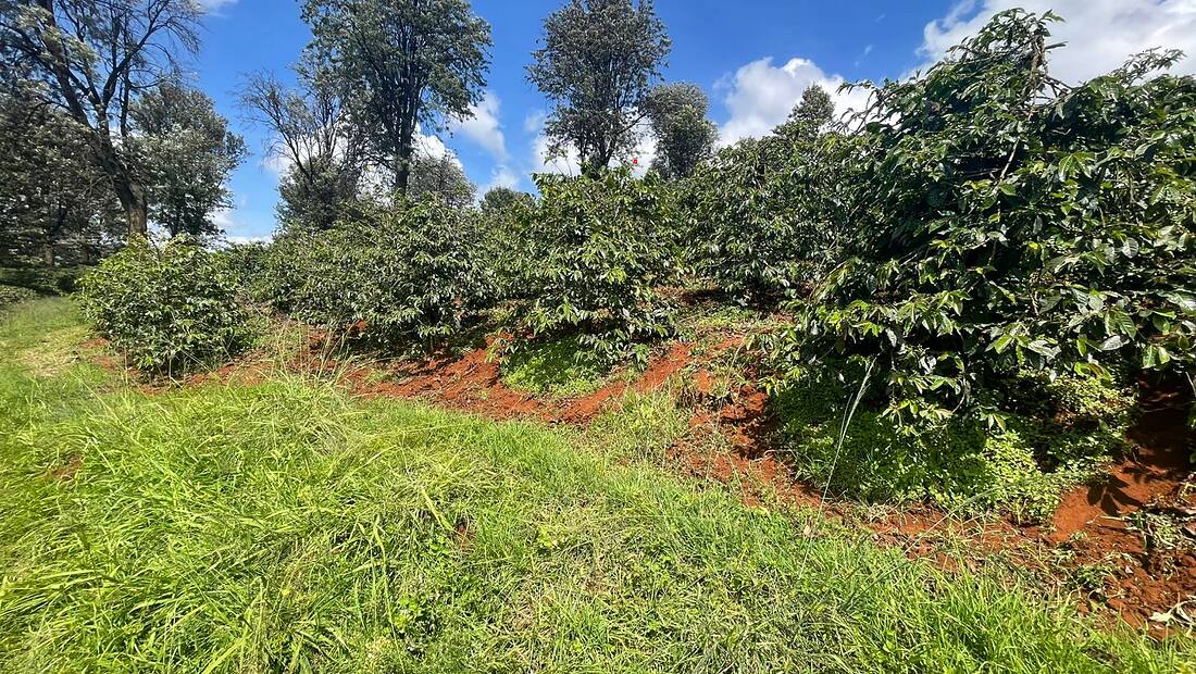 Kenya · Mont Kenya — région d'origine du café Kenya